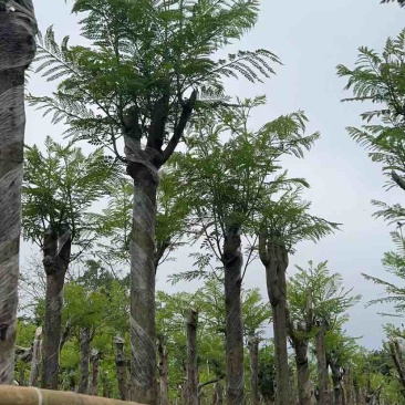 蓝花楹树基地直销规格齐全有需要的老板欢迎来电洽谈合作