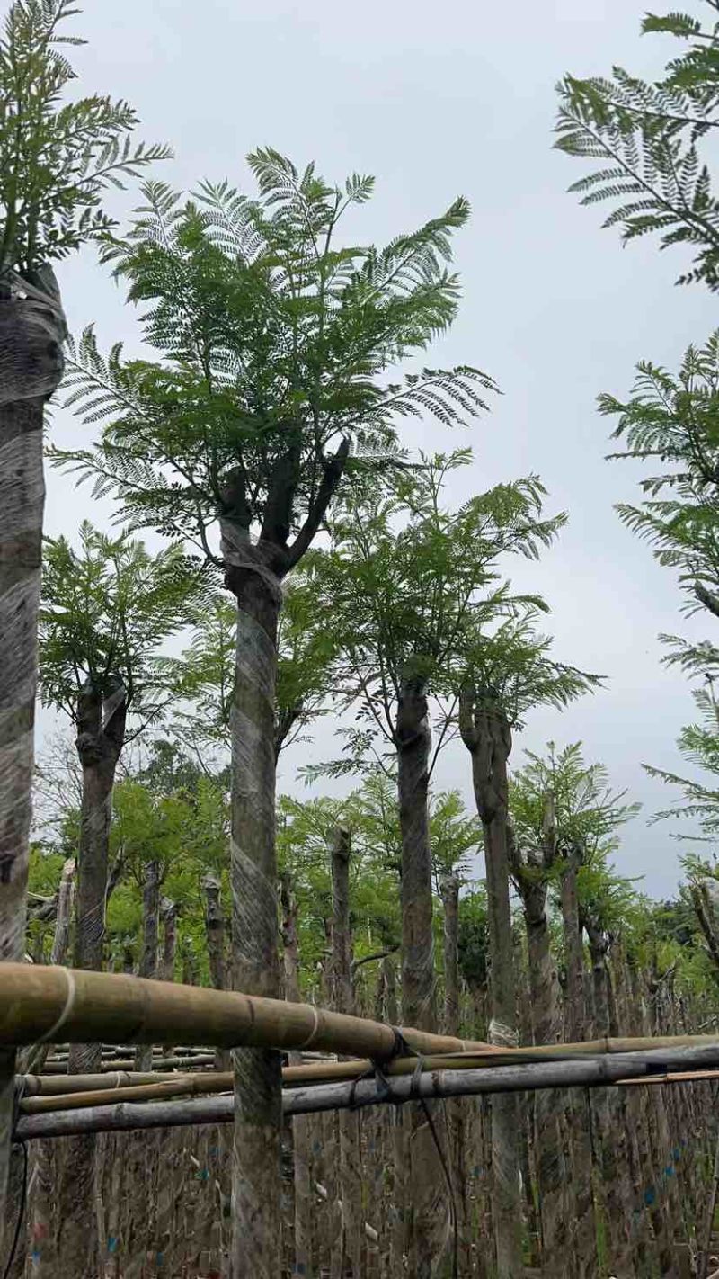 蓝花楹树基地直销规格齐全有需要的老板欢迎来电洽谈合作