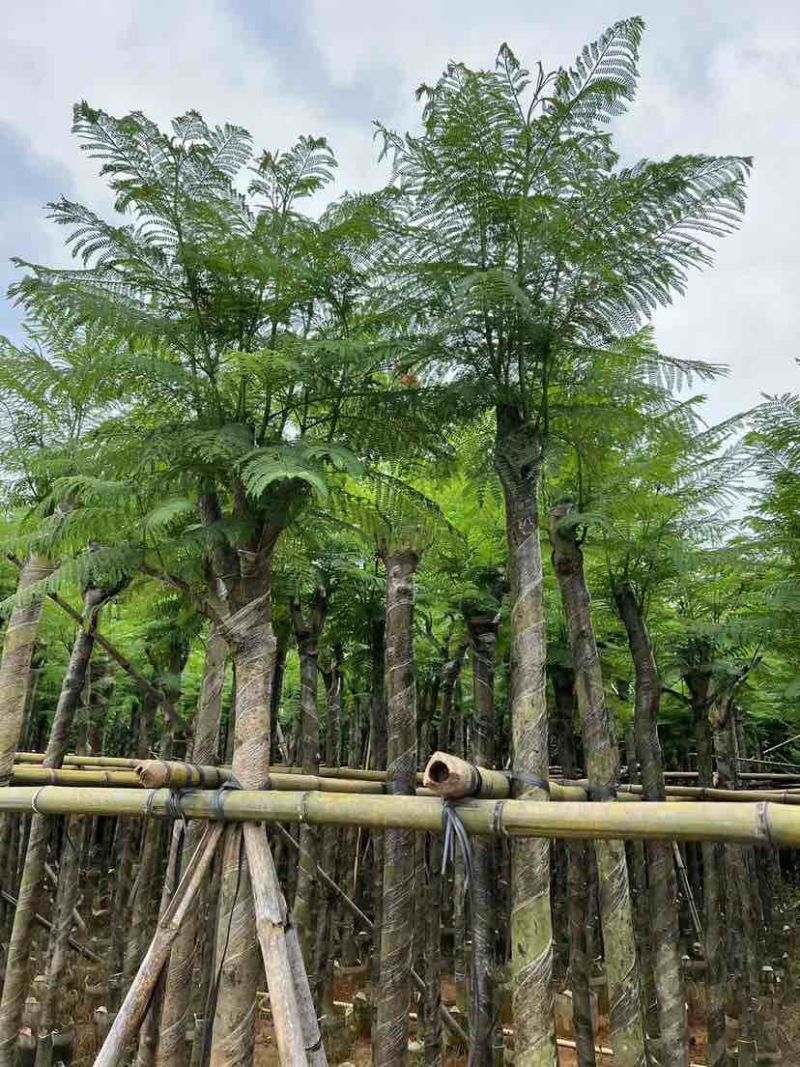 蓝花楹树基地直销规格齐全有需要的老板欢迎来电洽谈合作