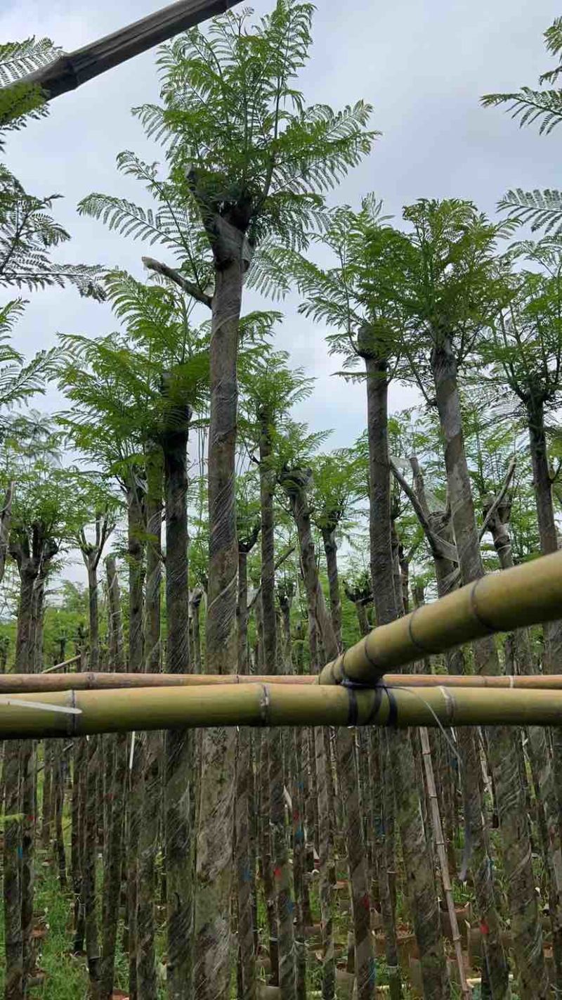 蓝花楹树基地直销规格齐全有需要的老板欢迎来电洽谈合作