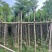 蓝花楹树基地直销规格齐全有需要的老板欢迎来电洽谈合作
