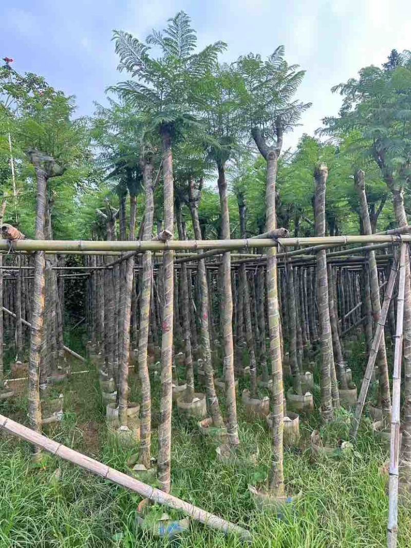 蓝花楹树基地直销规格齐全有需要的老板欢迎来电洽谈合作