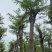 蓝花楹树基地直销规格齐全有需要的老板欢迎来电洽谈合作
