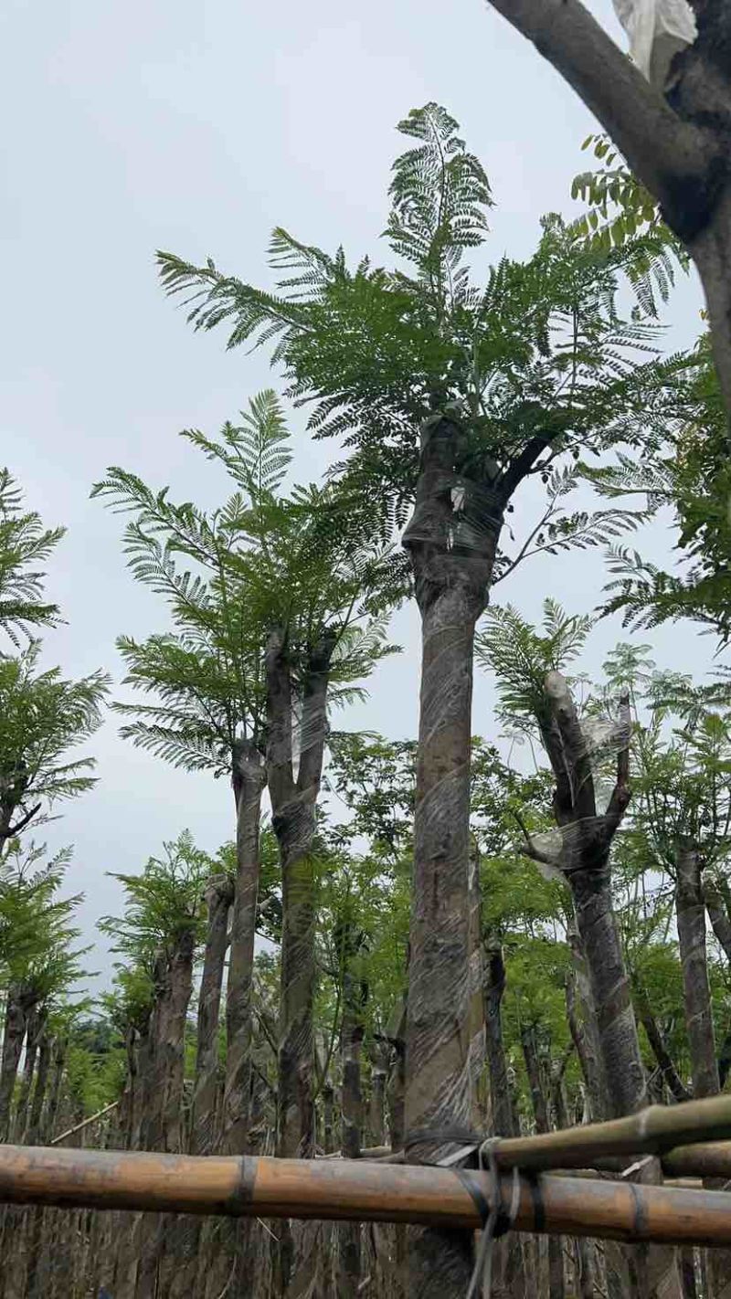 蓝花楹树基地直销规格齐全有需要的老板欢迎来电洽谈合作