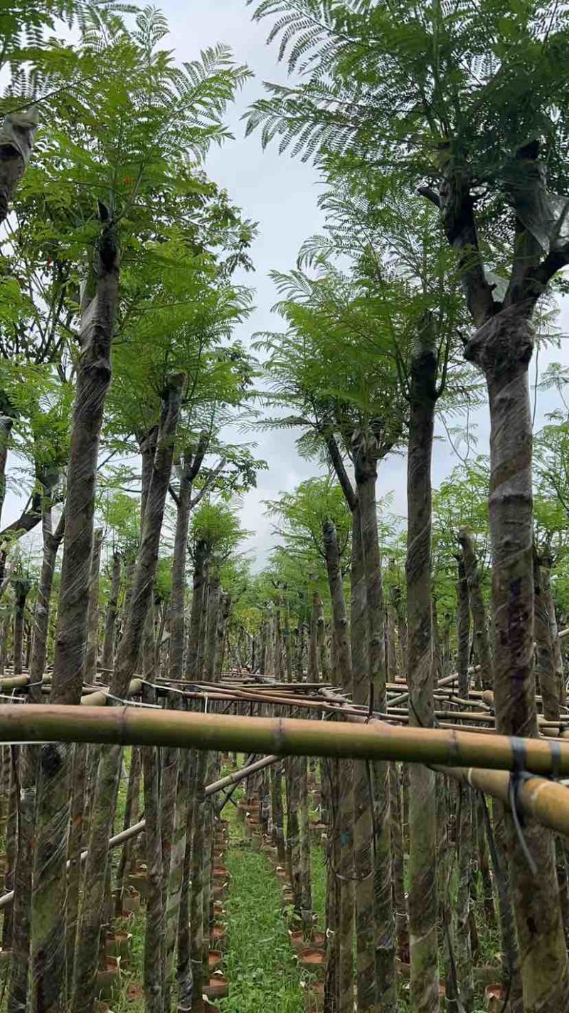 蓝花楹树基地直销规格齐全有需要的老板欢迎来电洽谈合作