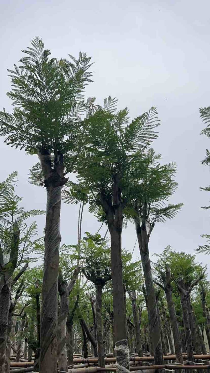 蓝花楹树基地直销规格齐全有需要的老板欢迎来电洽谈合作