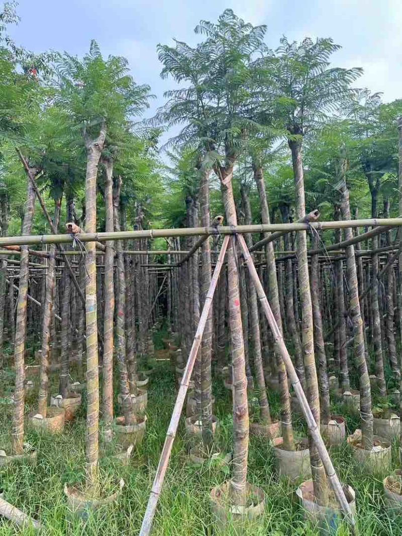 蓝花楹树基地直销规格齐全有需要的老板欢迎来电洽谈合作