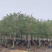 黄槐基地直销规格规格齐全有需要的老板欢迎来电洽谈合作