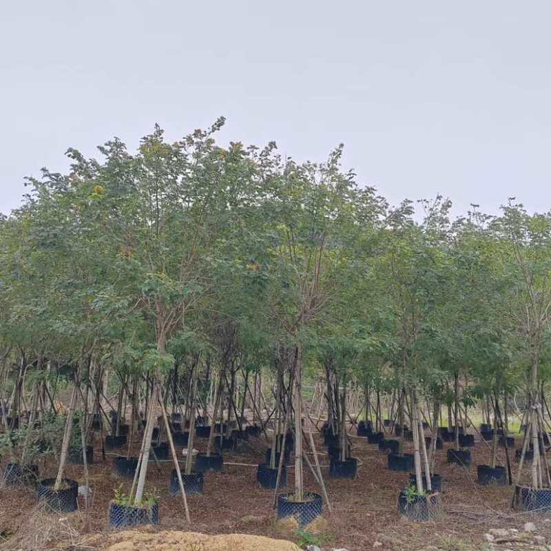 黄槐基地直销规格规格齐全有需要的老板欢迎来电洽谈合作