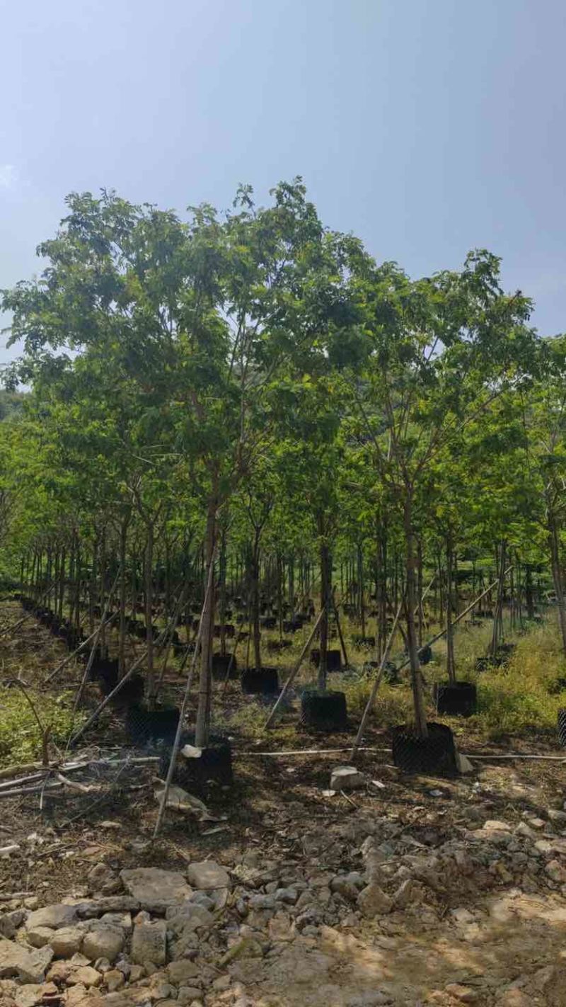 黄槐基地直销规格规格齐全有需要的老板欢迎来电洽谈合作