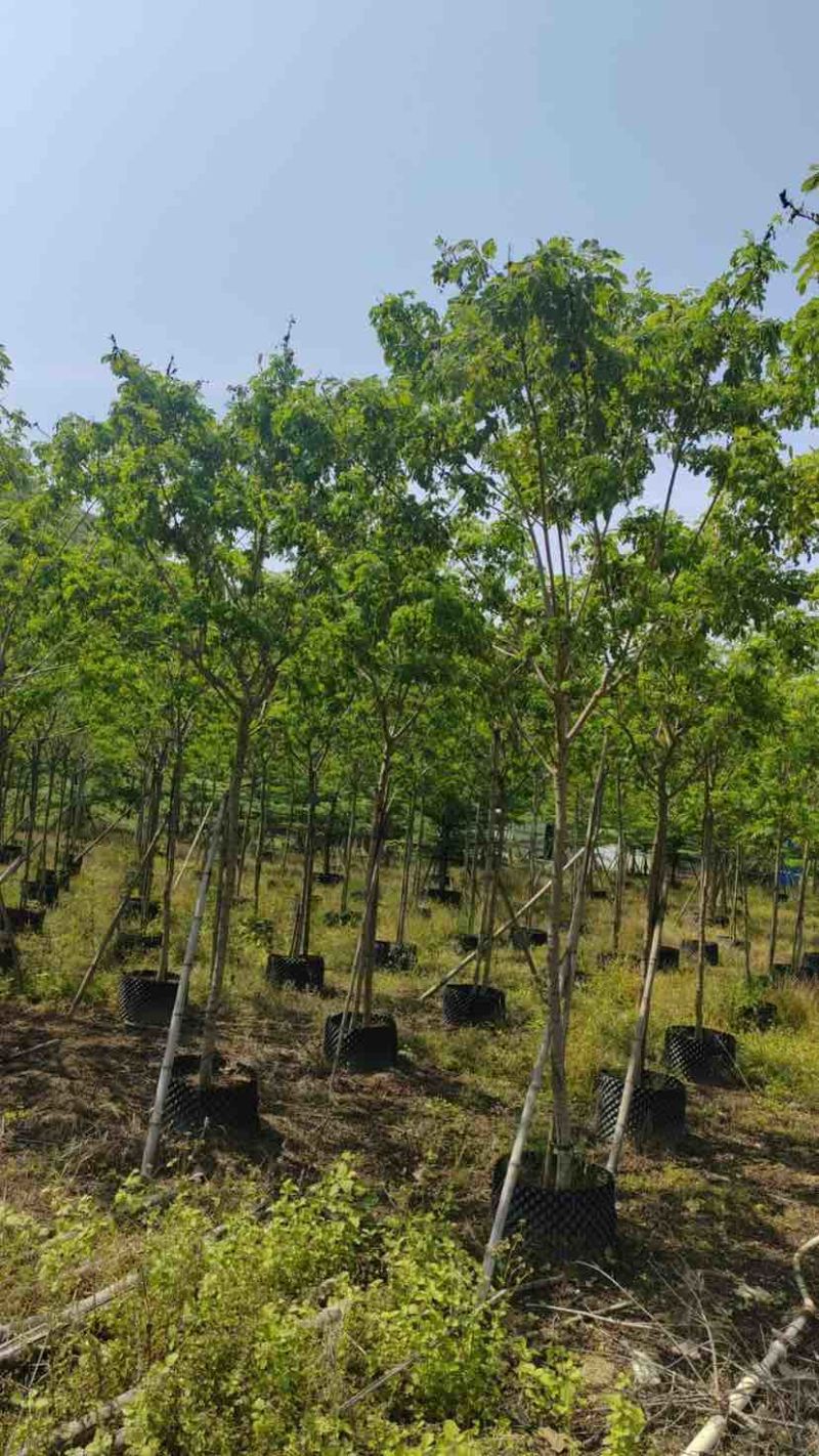 黄槐基地直销规格规格齐全有需要的老板欢迎来电洽谈合作