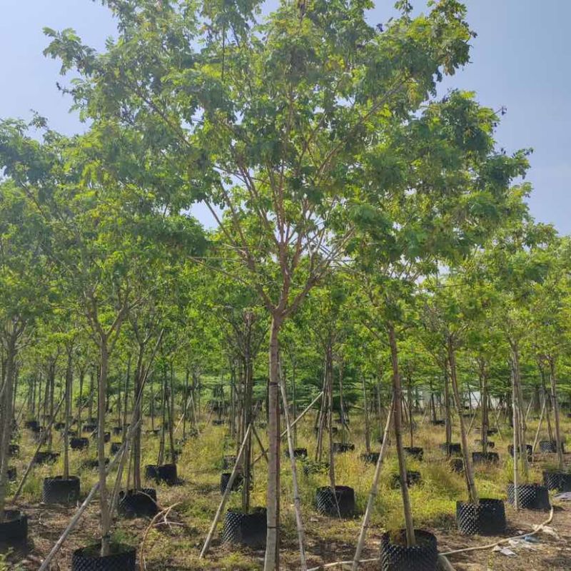黄槐基地直销规格规格齐全有需要的老板欢迎来电洽谈合作