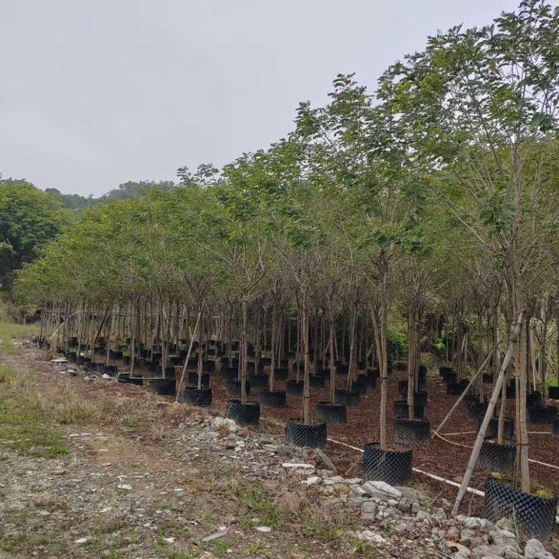 黄槐基地直销规格规格齐全有需要的老板欢迎来电洽谈合作