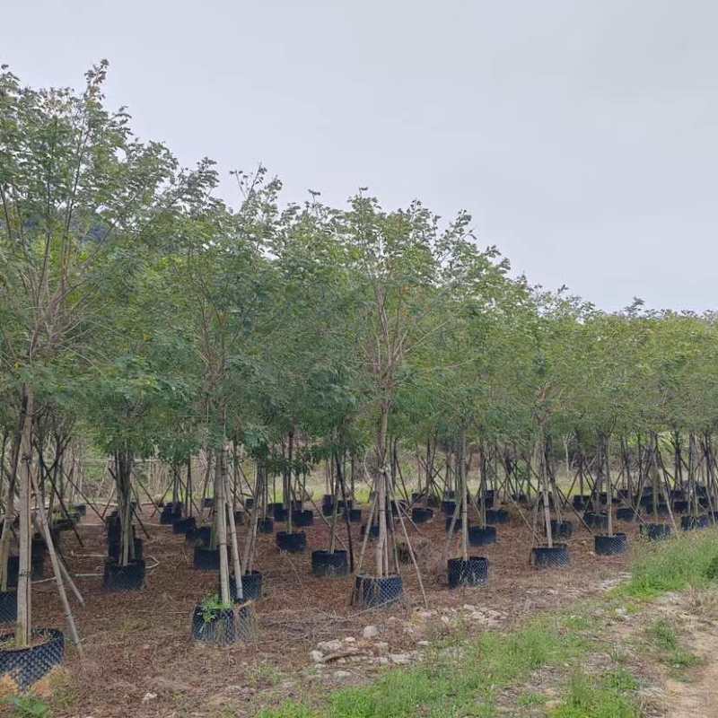 黄槐基地直销规格规格齐全有需要的老板欢迎来电洽谈合作