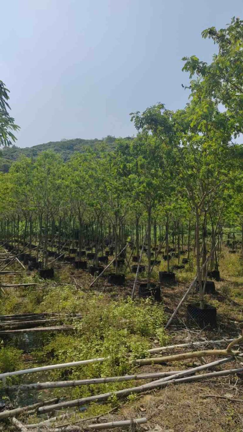黄槐基地直销规格规格齐全有需要的老板欢迎来电洽谈合作