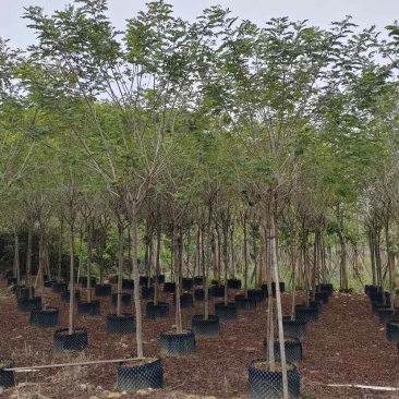 黄槐基地直销规格规格齐全有需要的老板欢迎来电洽谈合作