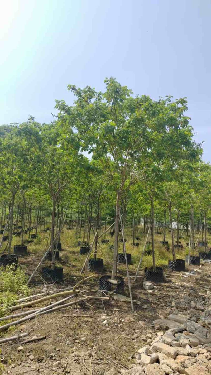 黄槐基地直销规格规格齐全有需要的老板欢迎来电洽谈合作