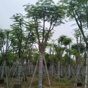 凤凰木基地直销规格齐全有需要的老板欢迎来电洽谈合作