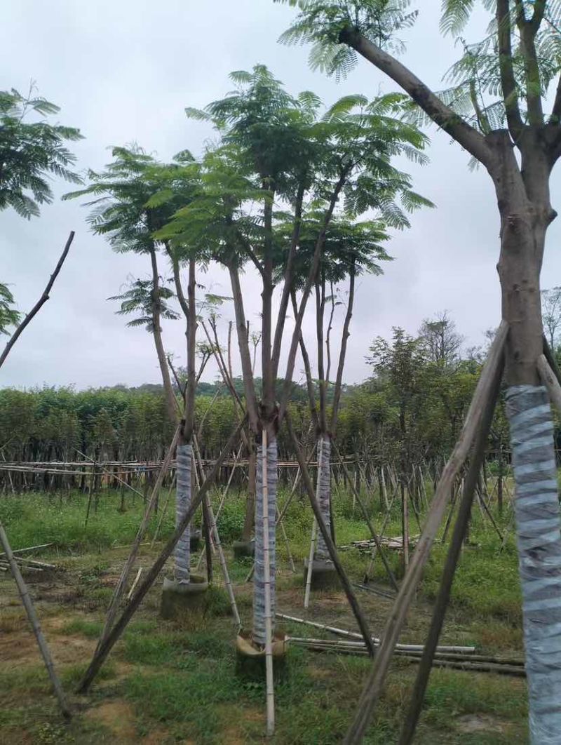 凤凰木基地直销规格齐全有需要的老板欢迎来电洽谈合作