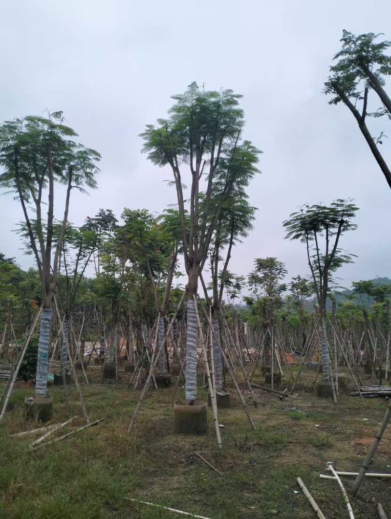 凤凰木基地直销规格齐全有需要的老板欢迎来电洽谈合作