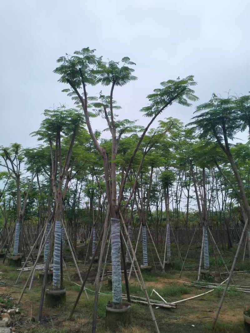 凤凰木基地直销规格齐全有需要的老板欢迎来电洽谈合作