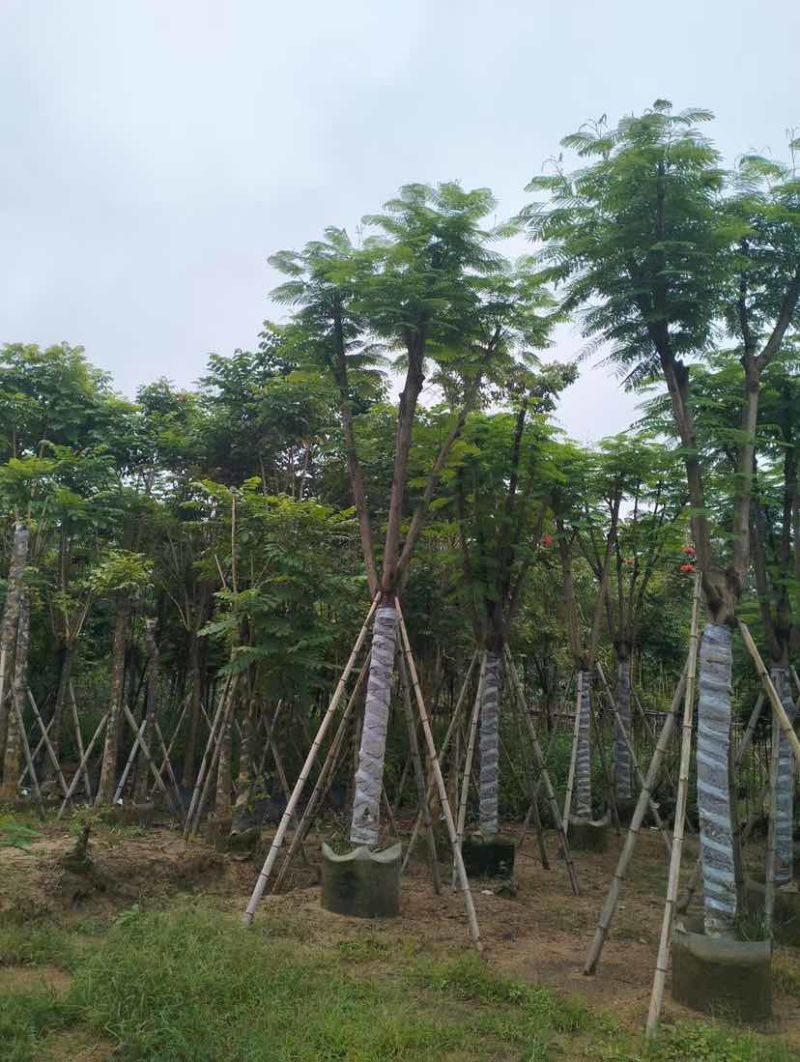 凤凰木基地直销规格齐全有需要的老板欢迎来电洽谈合作