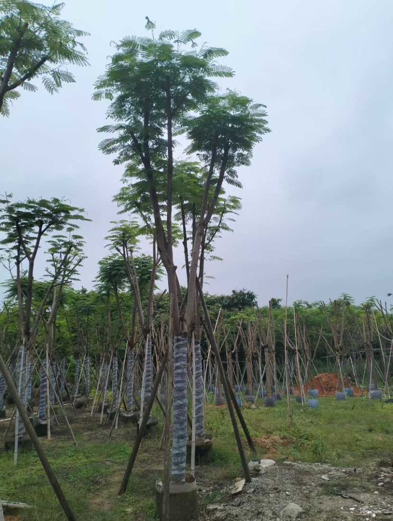 凤凰木基地直销规格齐全有需要的老板欢迎来电洽谈合作