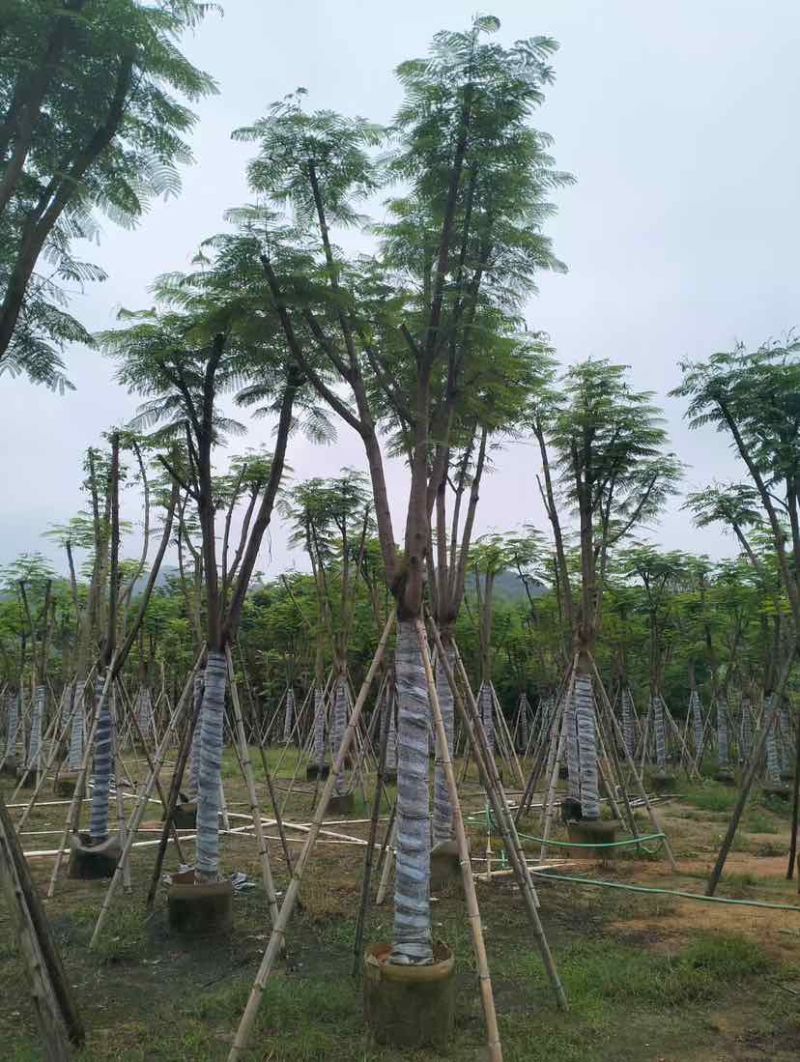 凤凰木基地直销规格齐全有需要的老板欢迎来电洽谈合作