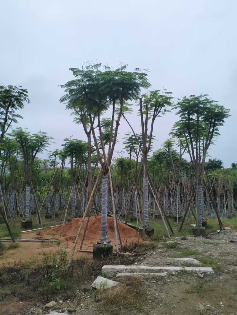 凤凰木基地直销规格齐全有需要的老板欢迎来电洽谈合作