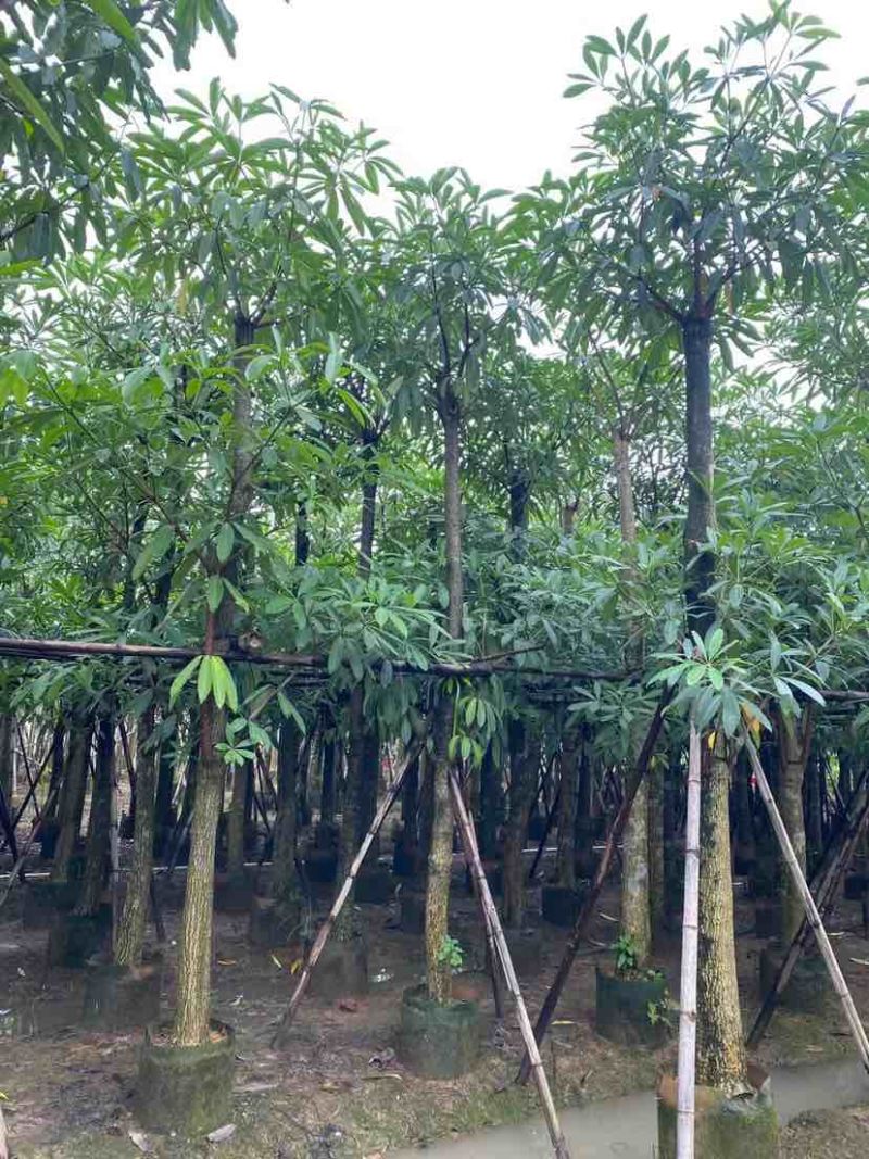 造层次盆架子/灯台树基地直销规格齐全有需要的老板欢迎来电