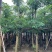 造层次盆架子/灯台树基地直销规格齐全有需要的老板欢迎来电