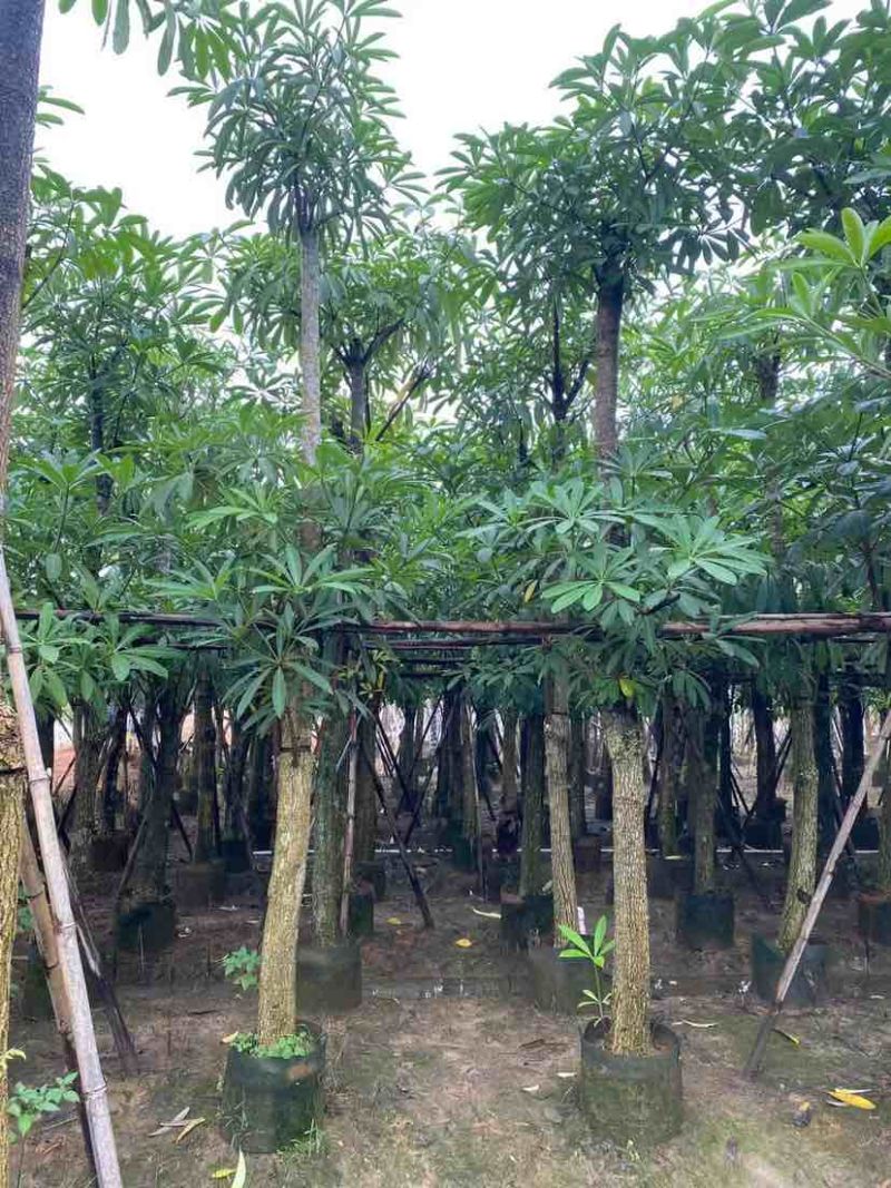 造层次盆架子/灯台树基地直销规格齐全有需要的老板欢迎来电