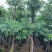 造层次盆架子/灯台树基地直销规格齐全有需要的老板欢迎来电