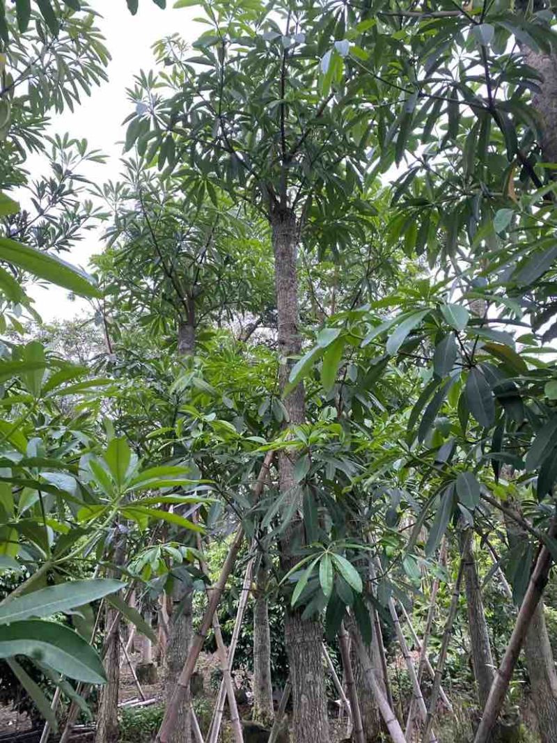 造层次盆架子/灯台树基地直销规格齐全有需要的老板欢迎来电