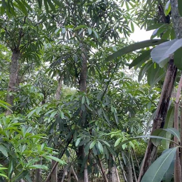 造层次盆架子/灯台树基地直销规格齐全有需要的老板欢迎来电