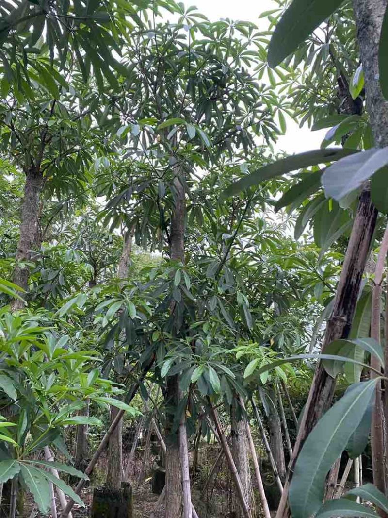 造层次盆架子/灯台树基地直销规格齐全有需要的老板欢迎来电