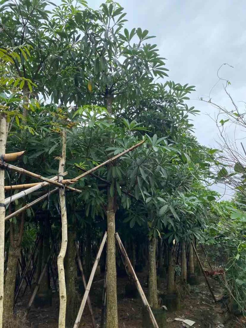 造层次盆架子/灯台树基地直销规格齐全有需要的老板欢迎来电
