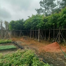 大叶紫薇（开花紫花）基地直销规格齐全有需要的老板欢迎来电