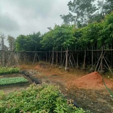 大叶紫薇（开花紫花）基地直销规格齐全有需要的老板欢迎来电