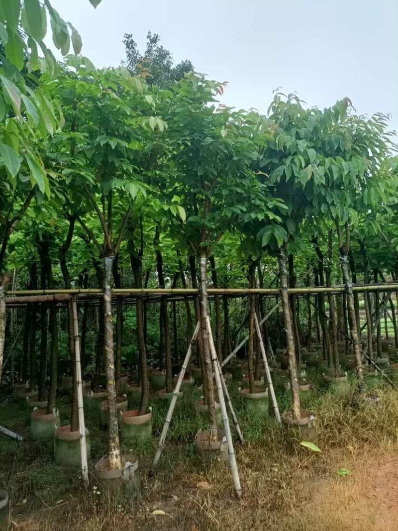 大叶紫薇（开花紫花）基地直销规格齐全有需要的老板欢迎来电