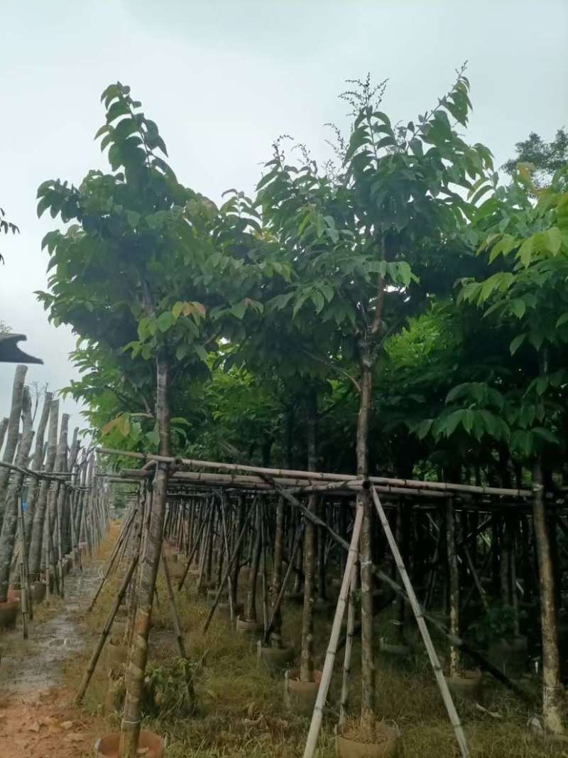 大叶紫薇（开花紫花）基地直销规格齐全有需要的老板欢迎来电