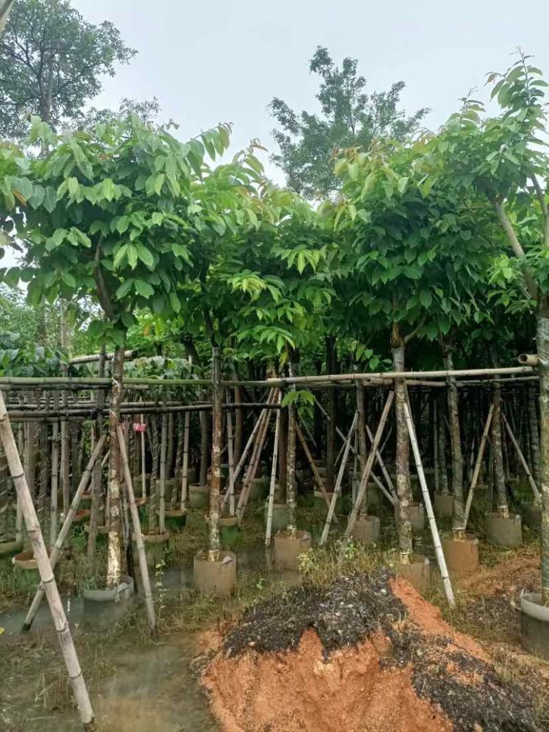 大叶紫薇（开花紫花）基地直销规格齐全有需要的老板欢迎来电