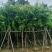 大叶紫薇（开花紫花）基地直销规格齐全有需要的老板欢迎来电