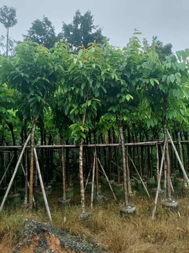 大叶紫薇（开花紫花）基地直销规格齐全有需要的老板欢迎来电