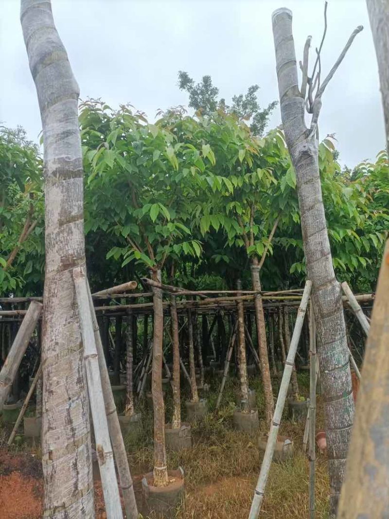大叶紫薇（开花紫花）基地直销规格齐全有需要的老板欢迎来电