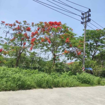 红花楹基地直销规格齐全有需要的老板欢迎来电洽谈合作