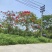 红花楹基地直销规格齐全有需要的老板欢迎来电洽谈合作