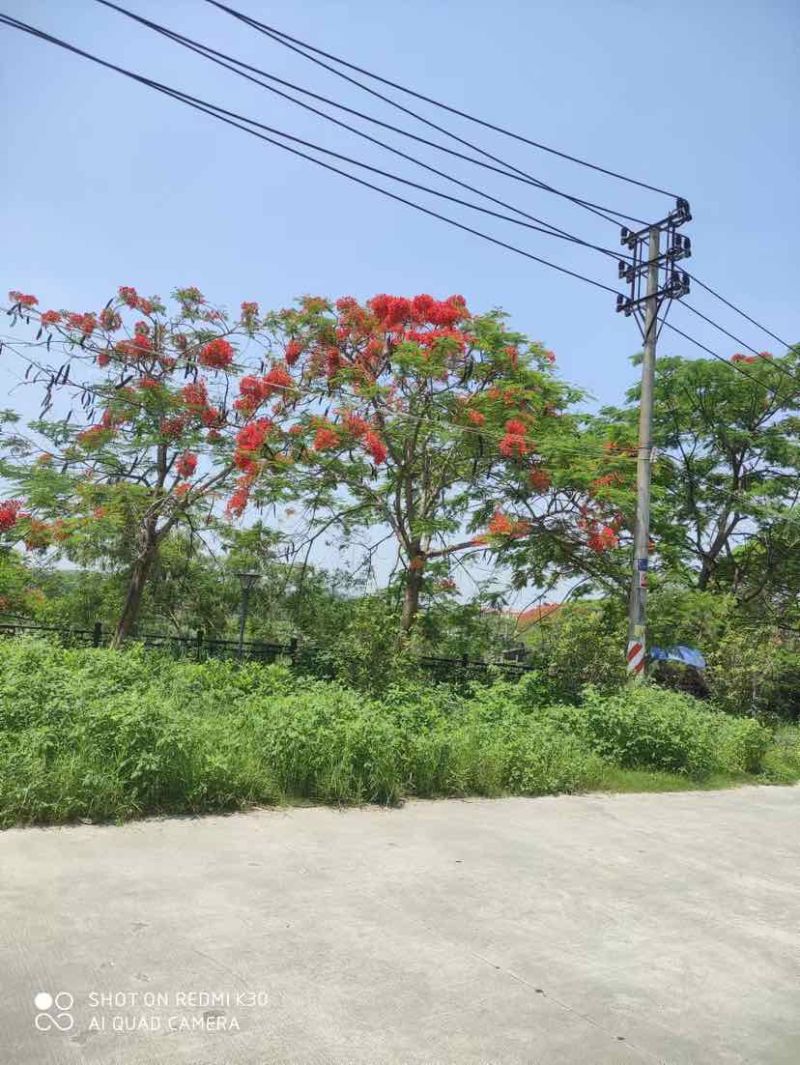 红花楹基地直销规格齐全有需要的老板欢迎来电洽谈合作
