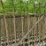 红花楹基地直销规格齐全有需要的老板欢迎来电洽谈合作