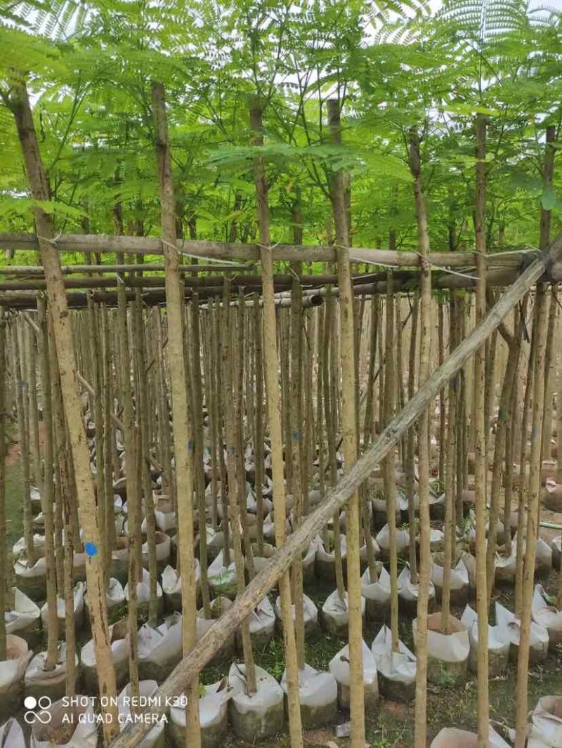 红花楹基地直销规格齐全有需要的老板欢迎来电洽谈合作